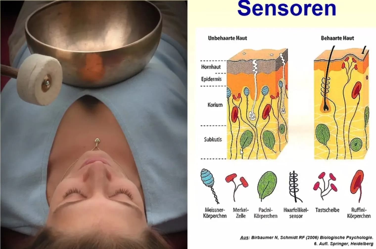 Aspects neuro-psycho-biologiques de la relaxation par Dr Uwe H. Ross